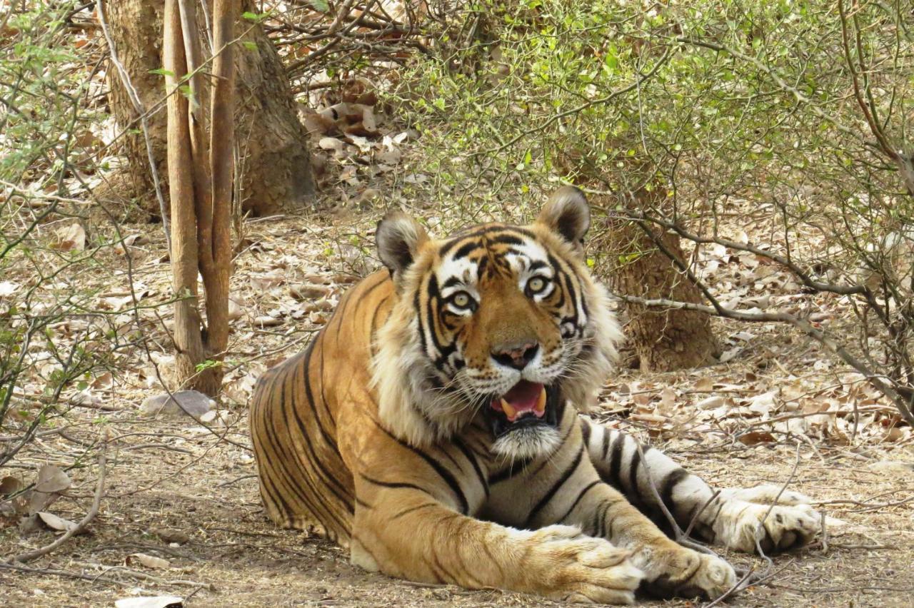 Rajputana Heritage Савай-Мадгопур Екстер'єр фото
